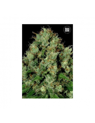 Bulk Seed Sour Diesel Fem - Imagen 1