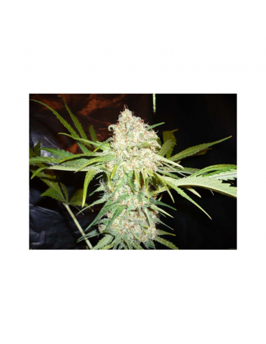 Bulk Seed Special Skunk Fem - Imagen 1