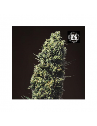 Bulk Seed The Unlimited Fem. - Imagen 1