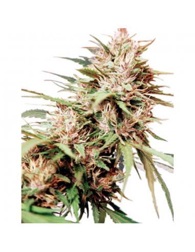 Cannabiogen Caribe Reg. - Imagen 1