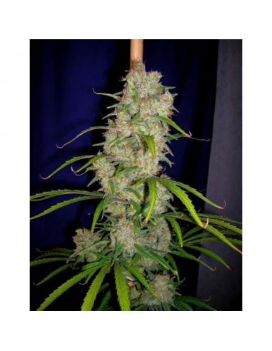 Cannabiogen Destroyer Reg. - Imagen 1