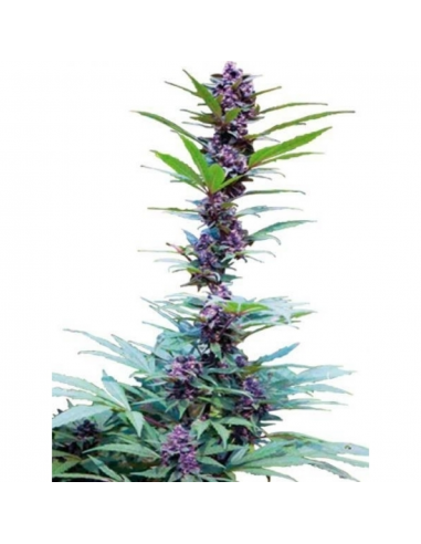 Cannabiogen Mix Fem. - Imagen 1