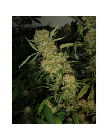 Cannabiogen Destroyer Fem. - Imagen 1