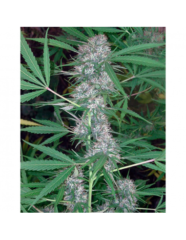 Cannabiogen Caribe Fem. - Imagen 1