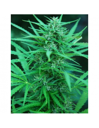 Cannabiogen Panama Fem. - Imagen 1