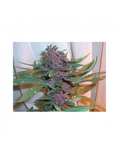 Cannabiogen Pakistan Chitral Kush Reg. - Imagen 1