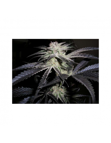 Cannabiogen Peyote Purple Reg. - Imagen 1