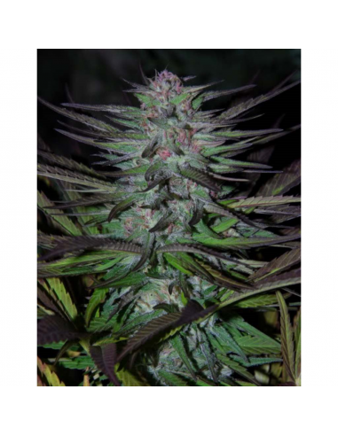 Cannabiogen Panama DC Reg. - Imagen 1