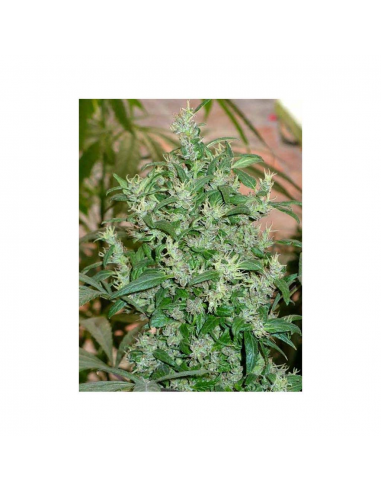 Cannabiogen Mangobiche Reg. - Imagen 1