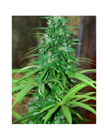 Cannabiogen Jarilla Reg. - Imagen 1