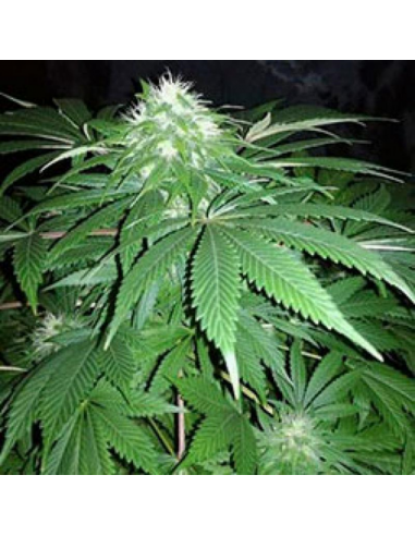 Cannabiogen Mix Reg. - Imagen 1