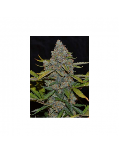 Cannabiogen Auto CBG - Imagen 1