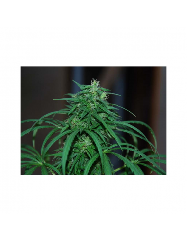 Cannabiogen Durban Reg. - Imagen 1