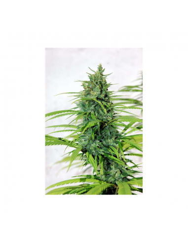 Cannabiogen Purple Mexican Fem. - Imagen 1