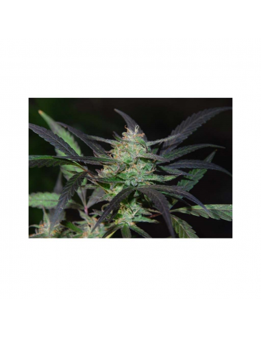 Cannabiogen Mangobiche Kush Fem. - Imagen 1