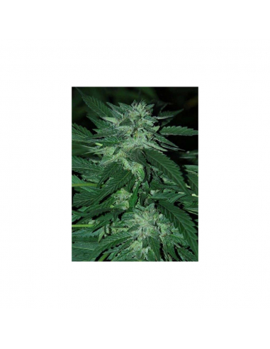 Cannabiogen Bubba Delight Fem. - Imagen 1