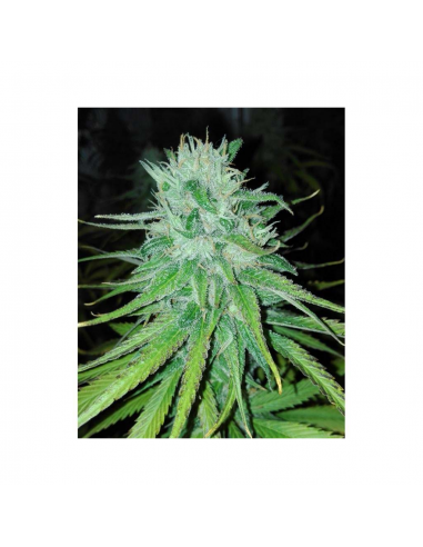 Cannabiogen Michoacan Cream Fem - Imagen 1