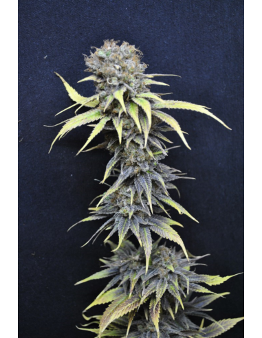 CBD Crew Seeds Nordle 5Und Fem - Imagen 1