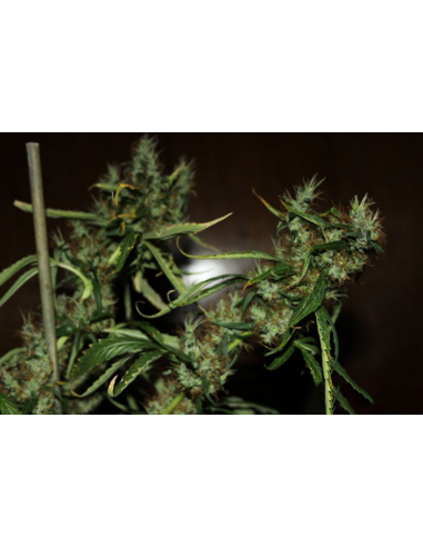 CBD Crew Seeds Mango Haze 5Und Fem - Imagen 1