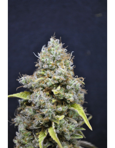 CBD Crew Seeds Skunk Haze 5Und Fem - Imagen 1