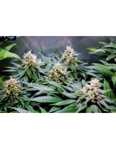 CBD Crew Seeds Therapy 5Und Fem - Imagen 1