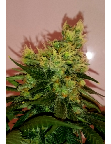 CBD Crew Seeds Divine 5Und Reg. - Imagen 1