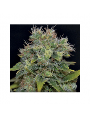 Cbd Auto Yumbolt - Imagen 1