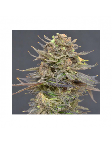 Cbd Magma Fem - Imagen 1