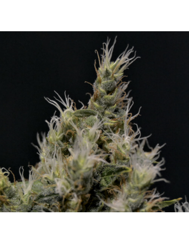 Cbd Vanilla Haze Fem - Imagen 1