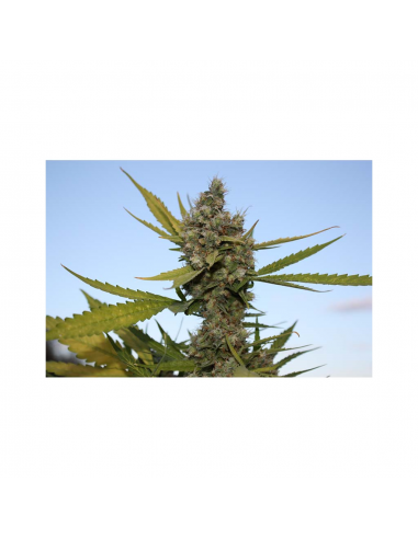 Cbd Critical Fem - Imagen 1