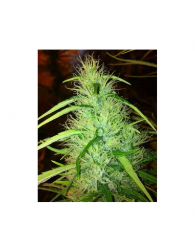 Cbd Mexican Haze Fem - Imagen 1