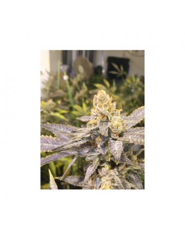 Cbd Orange Big Bud Fem - Imagen 1