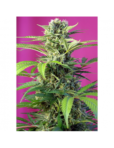 Cbd Diesel Fem - Imagen 1