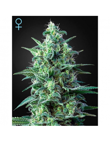 Cbd Widow Fem - Imagen 1