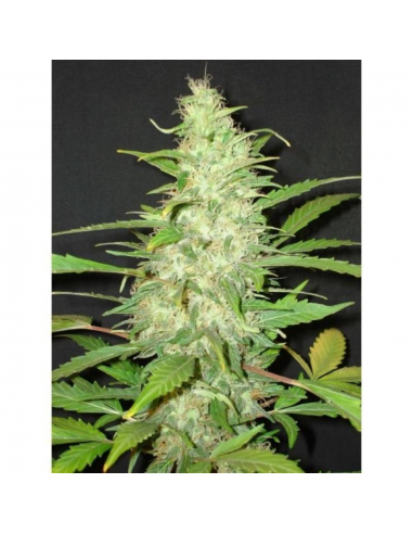 Cbd Auto Diesel - Imagen 1