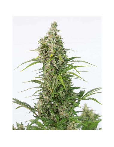 Cbd Auto Widow - Imagen 1