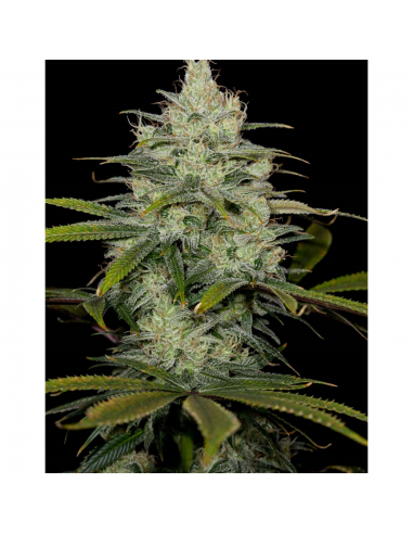 Cbd Cheese Fem - Imagen 1