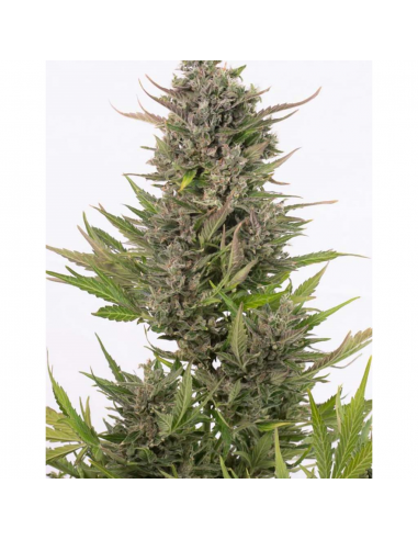 Cbd Auto Critical - Imagen 1