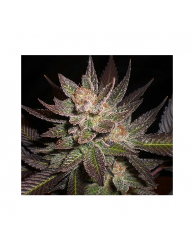 Cbd Auto Lavender - Imagen 1