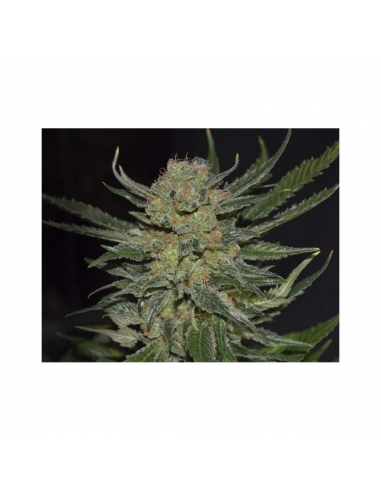 Cbd Domina Fem - Imagen 1