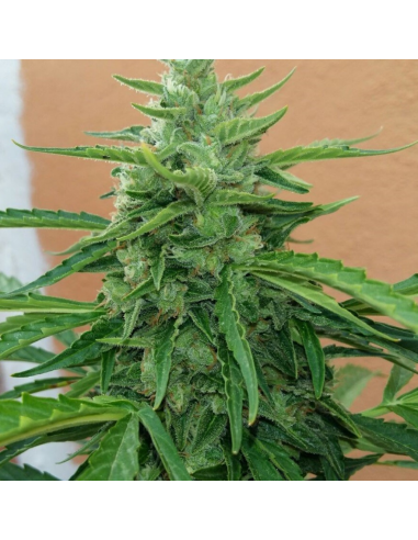 Cbd Kali 1Und Fem - Imagen 1