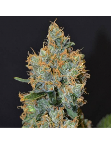 Cbd Lavender Fem - Imagen 1