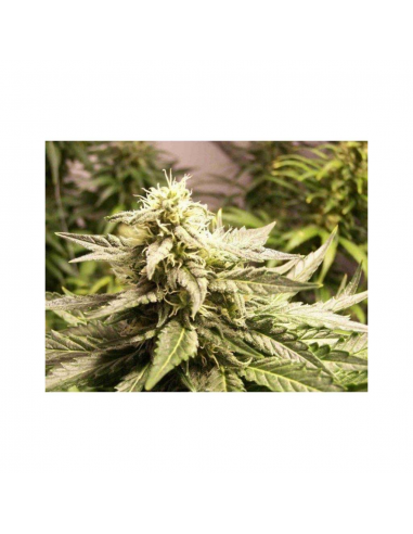 Cbd Auto AK - Imagen 1