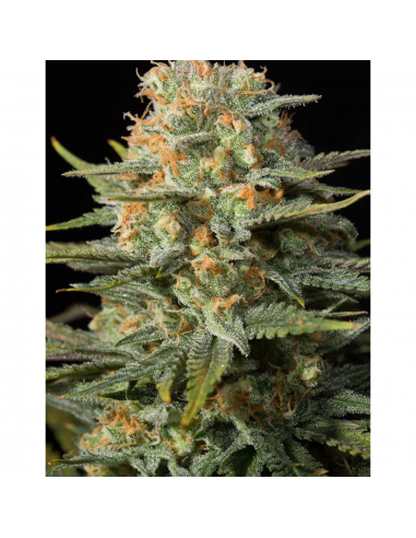 Cbd CBD Amnesia Fem - Imagen 1