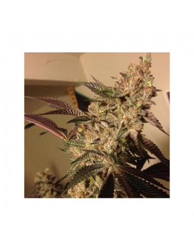 Devils Harvest Seeds Strawberry Sour Diesel 3Und Fem - Imagen 1