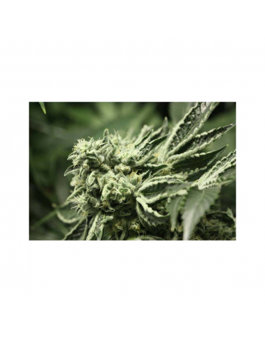 Devils Harvest Seeds Rollex OG Kush 3Und Fem - Imagen 1