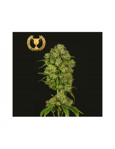 Devils Harvest Seeds Casey Jones 5Und Fem - Imagen 1