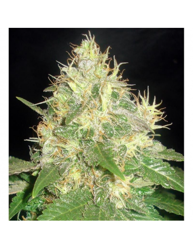 Delicious Seeds Northern Light Blue Auto - Imagen 1