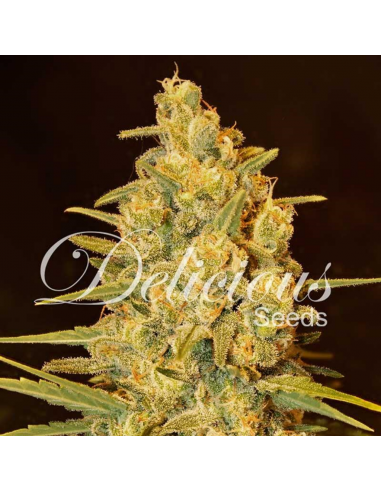 Delicious Seeds Critical Sensi Star Fem - Imagen 1