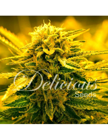 Delicious Seeds Sugar Black Rose Auto - Imagen 1